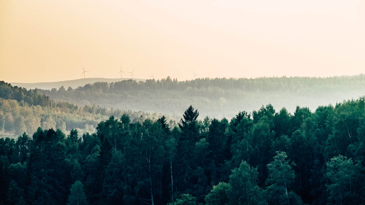 Skog och landskap i morgondimma med vindkraftverk i bakgrunden